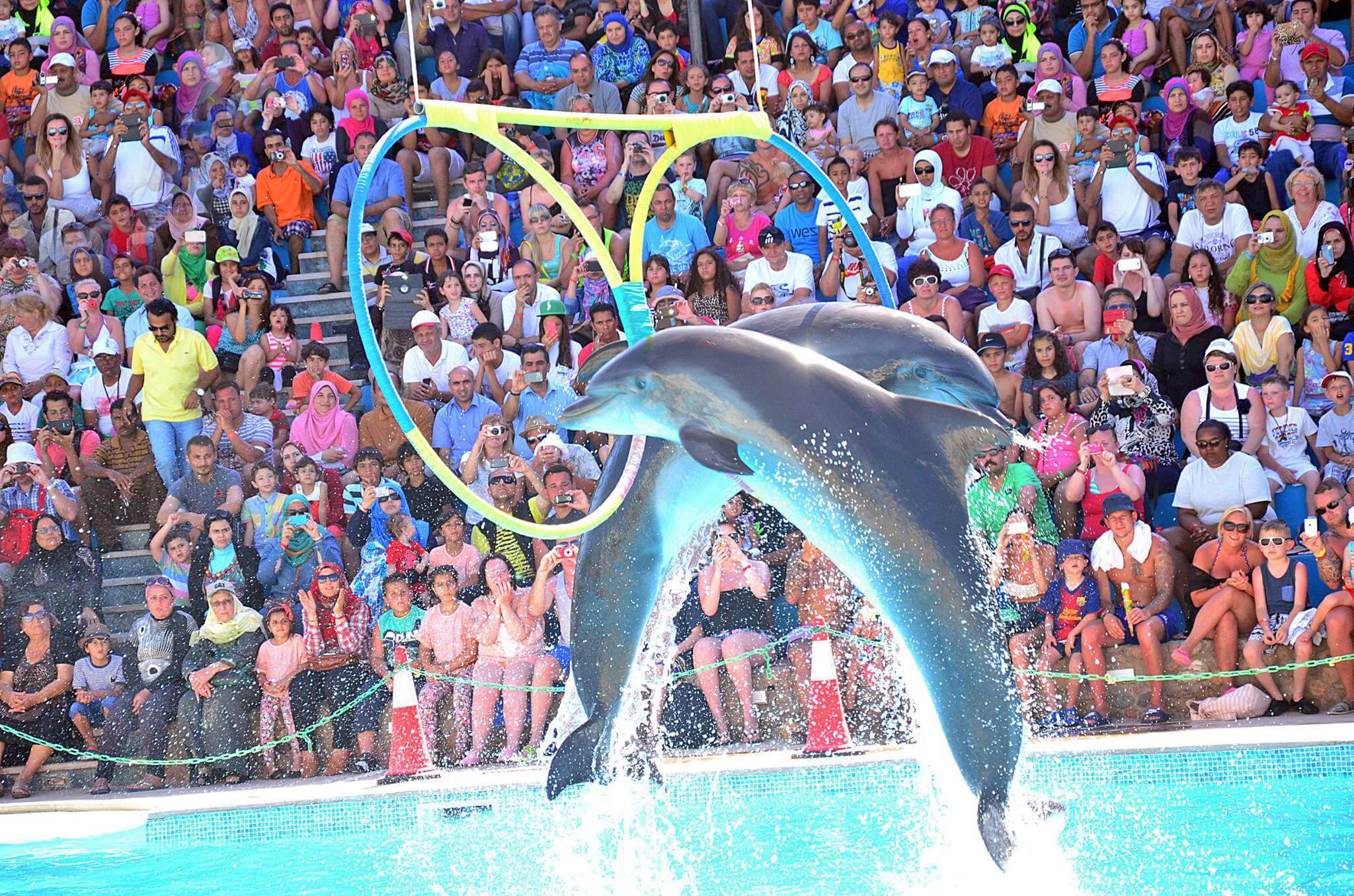 dolphin show belek magical moments for kids and adults