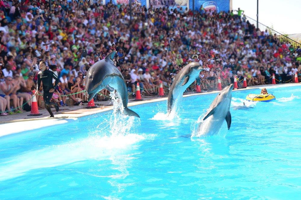 Antalya Dolphin Show Adventure for Families and Children