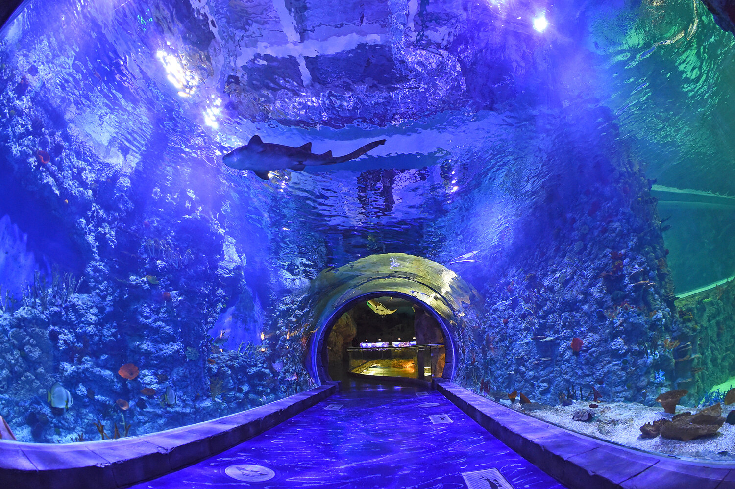 Today Antalya Aquarium from Belek Family Tours and Tickets