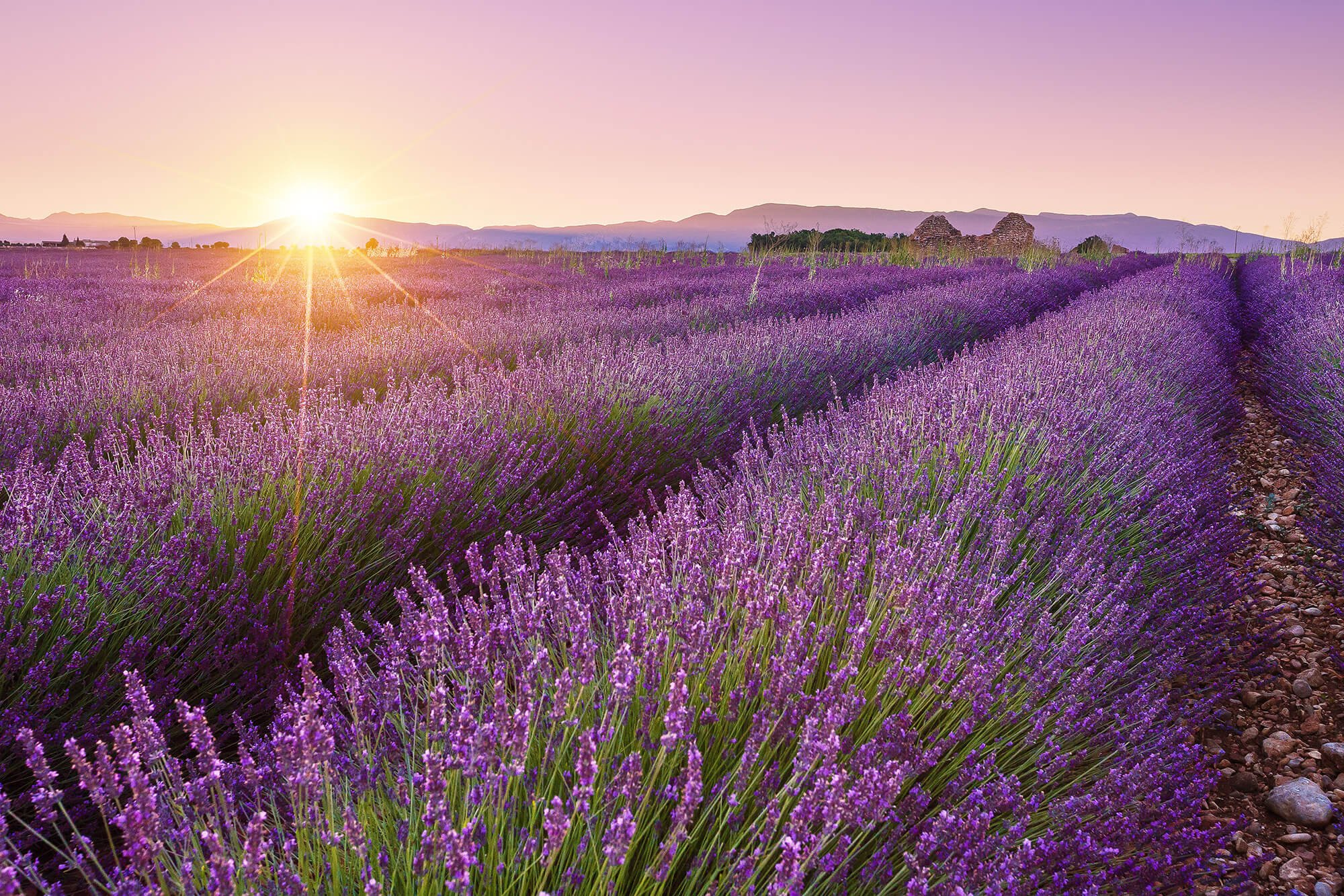 Lavender Fields Antalya