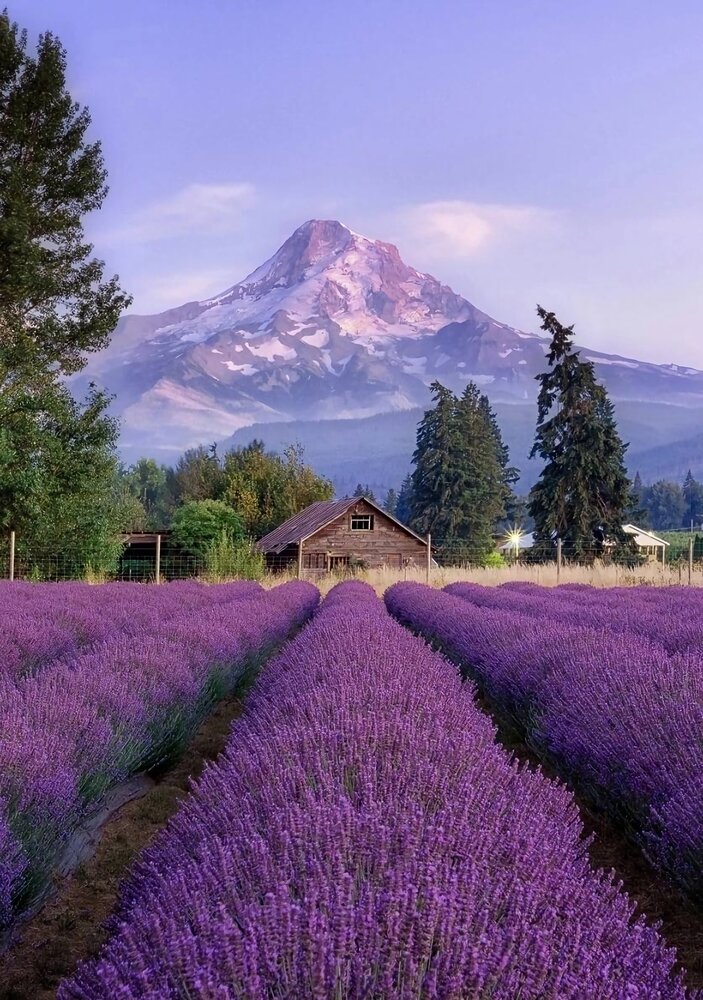 Экскурсия на лавандовые поля из Анталии