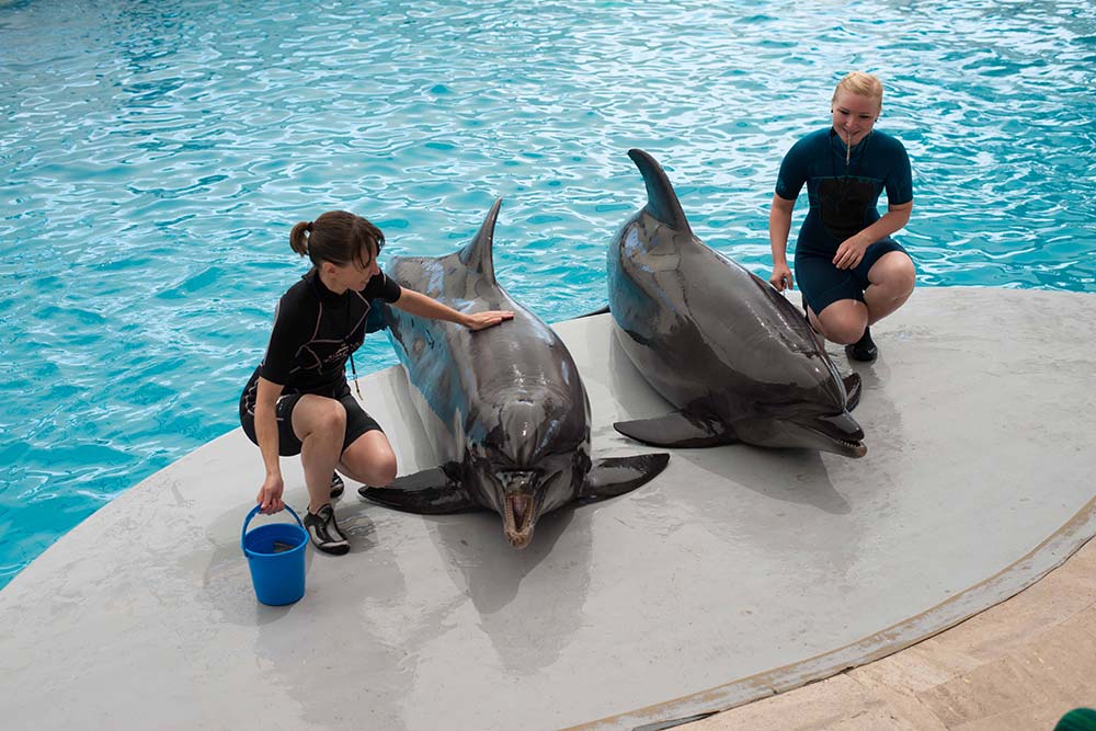 dolphin show belek magical moments for kids and adults
