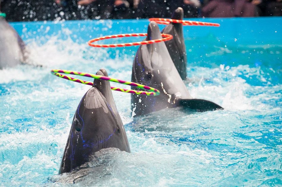 dolphin show belek magical moments for kids and adults