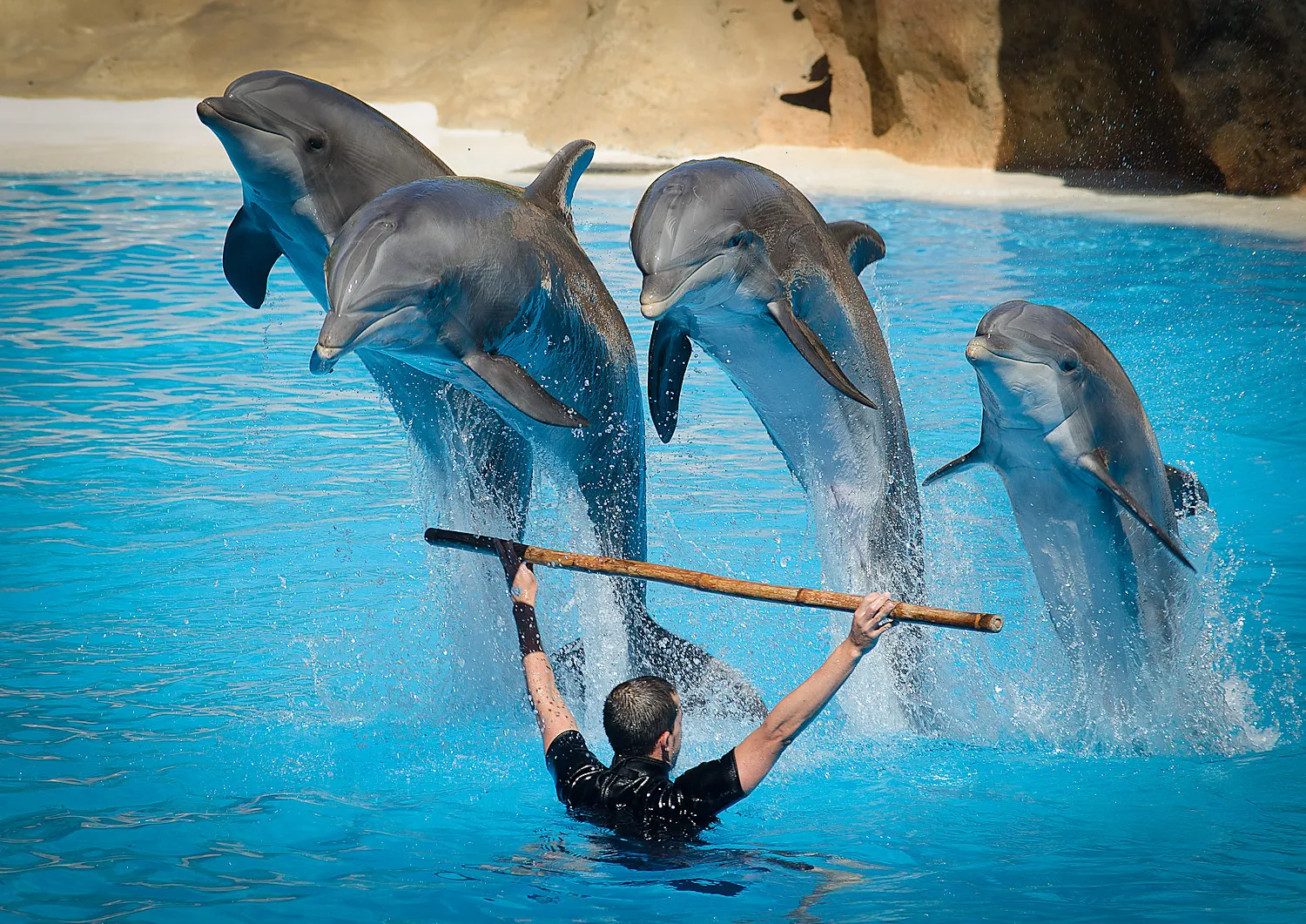 Dolphin Show in Belek