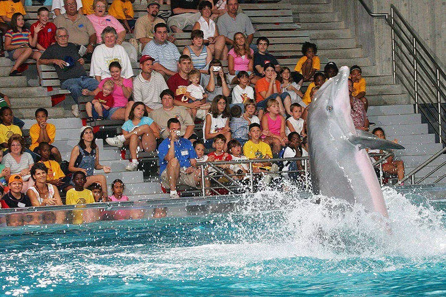 Antalya Dolphin Show Adventure for Families and Children