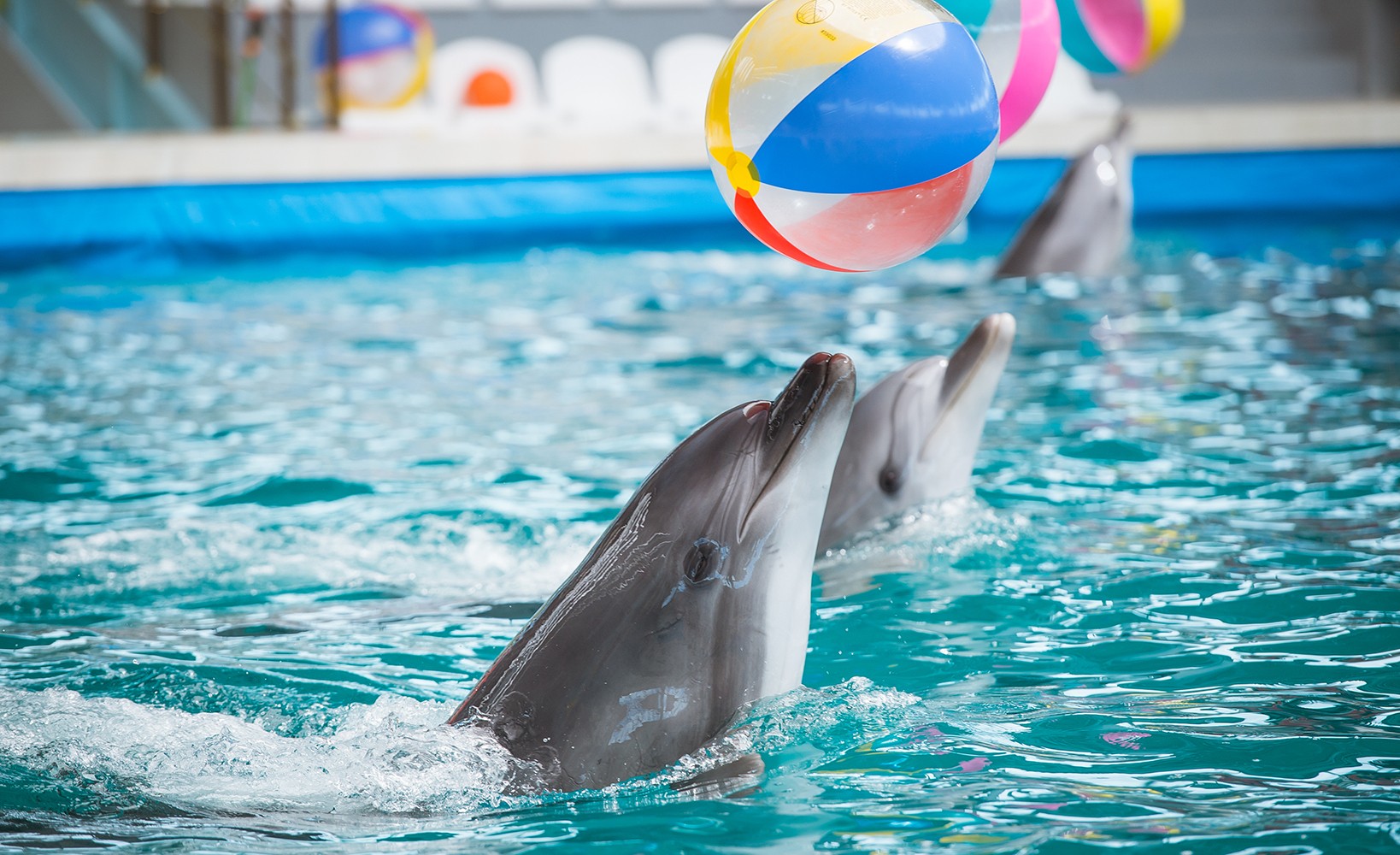 dolphin show belek magical moments for kids and adults