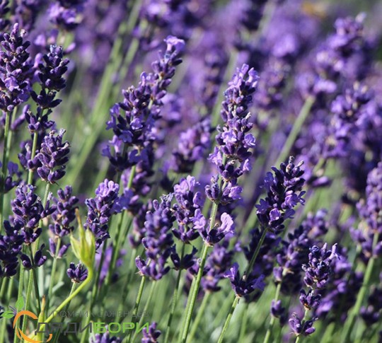 Лавандовые поля и озеро Салда из Сиде