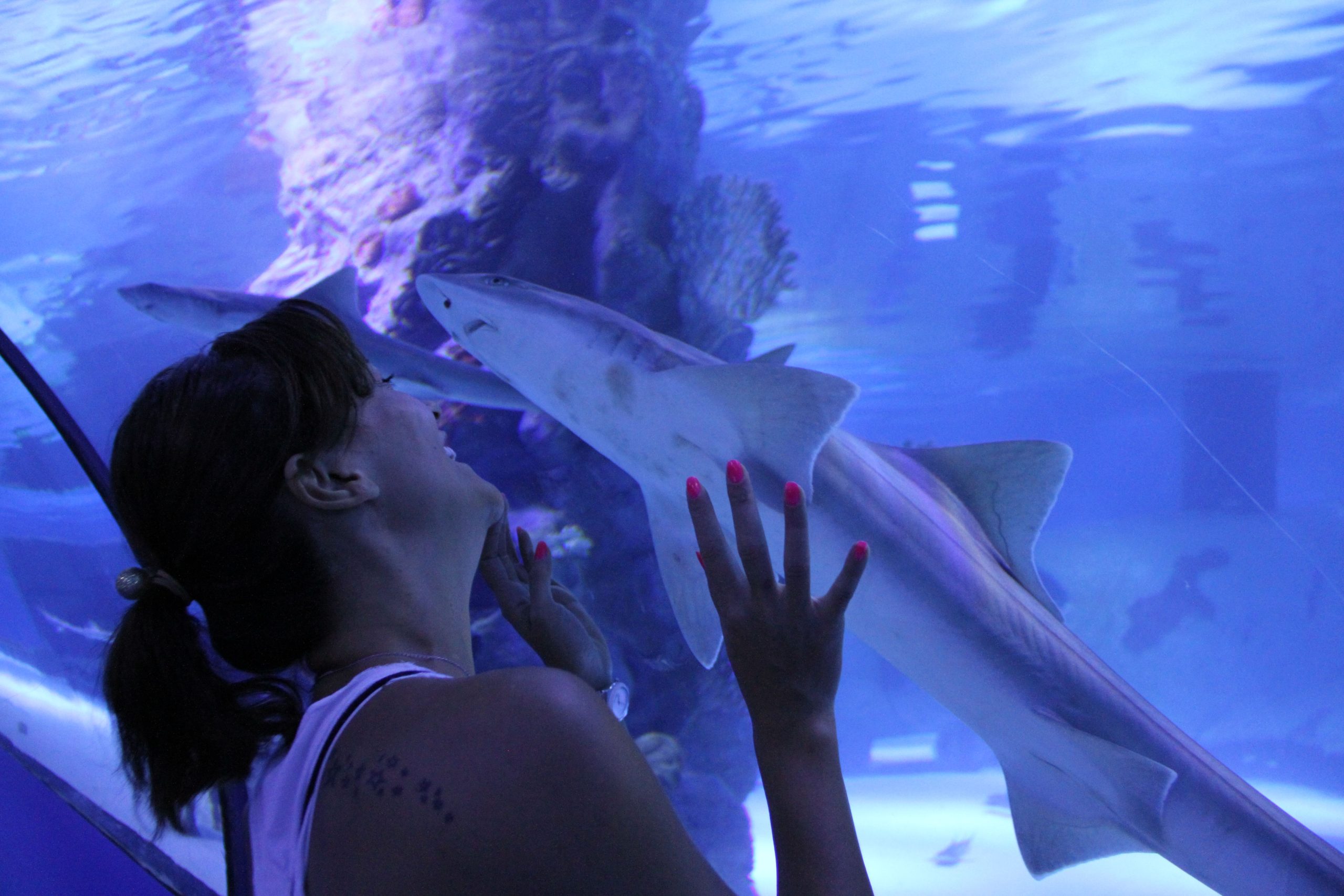 Antalya Aquarium Tour from Alanya tickets and prices