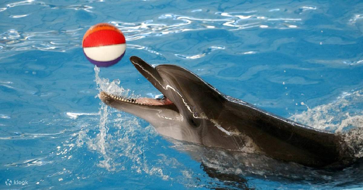 Шоу дельфинов в Алании