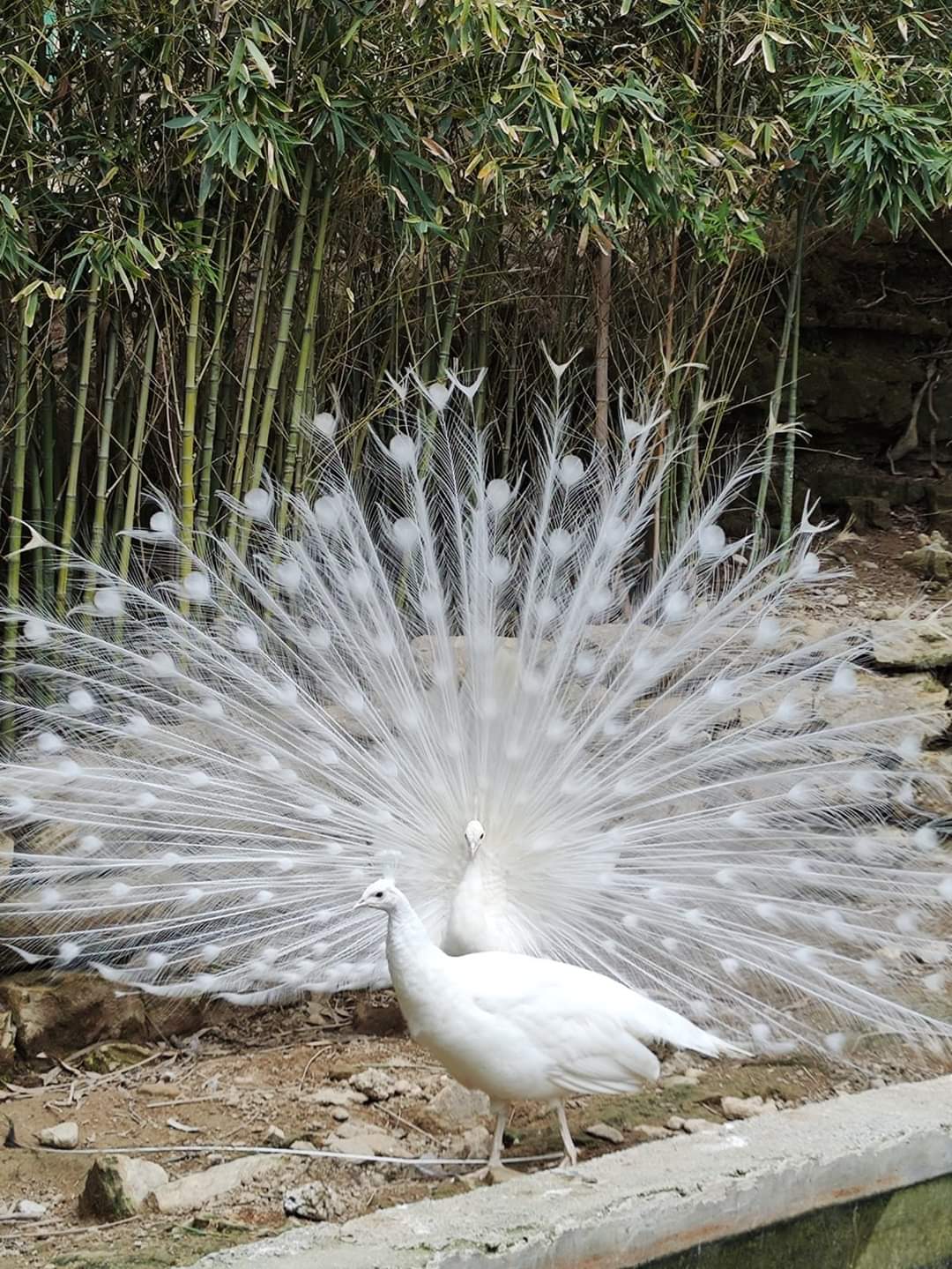 Jeep Safari Alanya and Green Canyon Tours Adventure Awaits