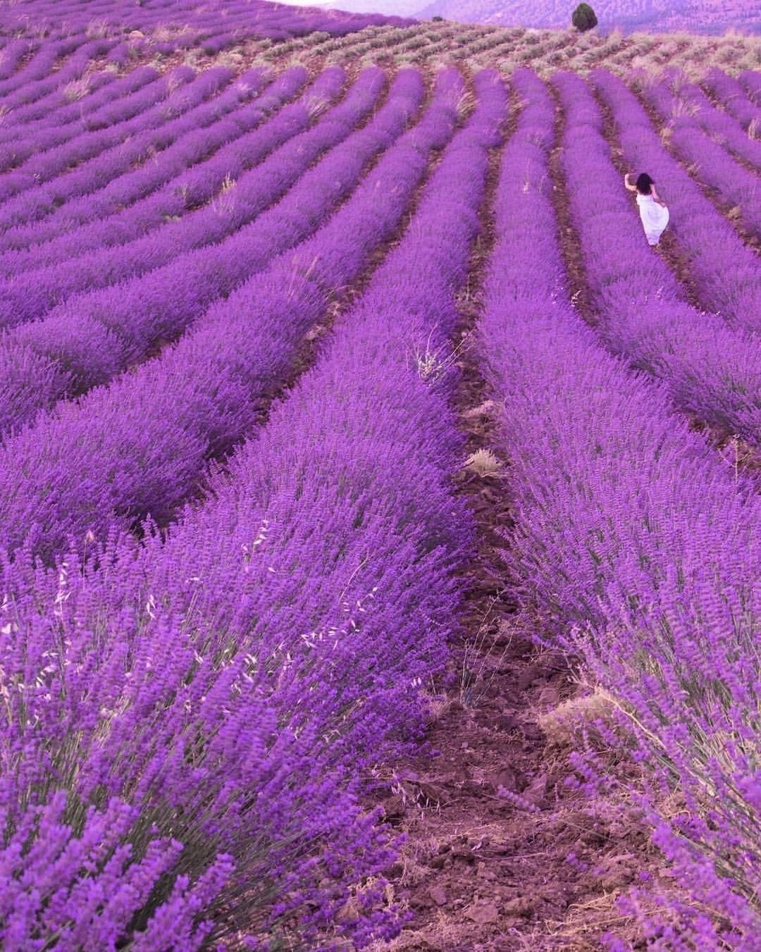 Тур по Лавандовым садам и озеру Салда из Алании