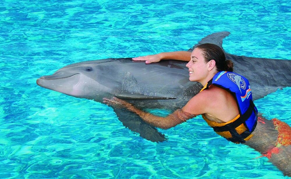 Плавание с дельфинами в Алании