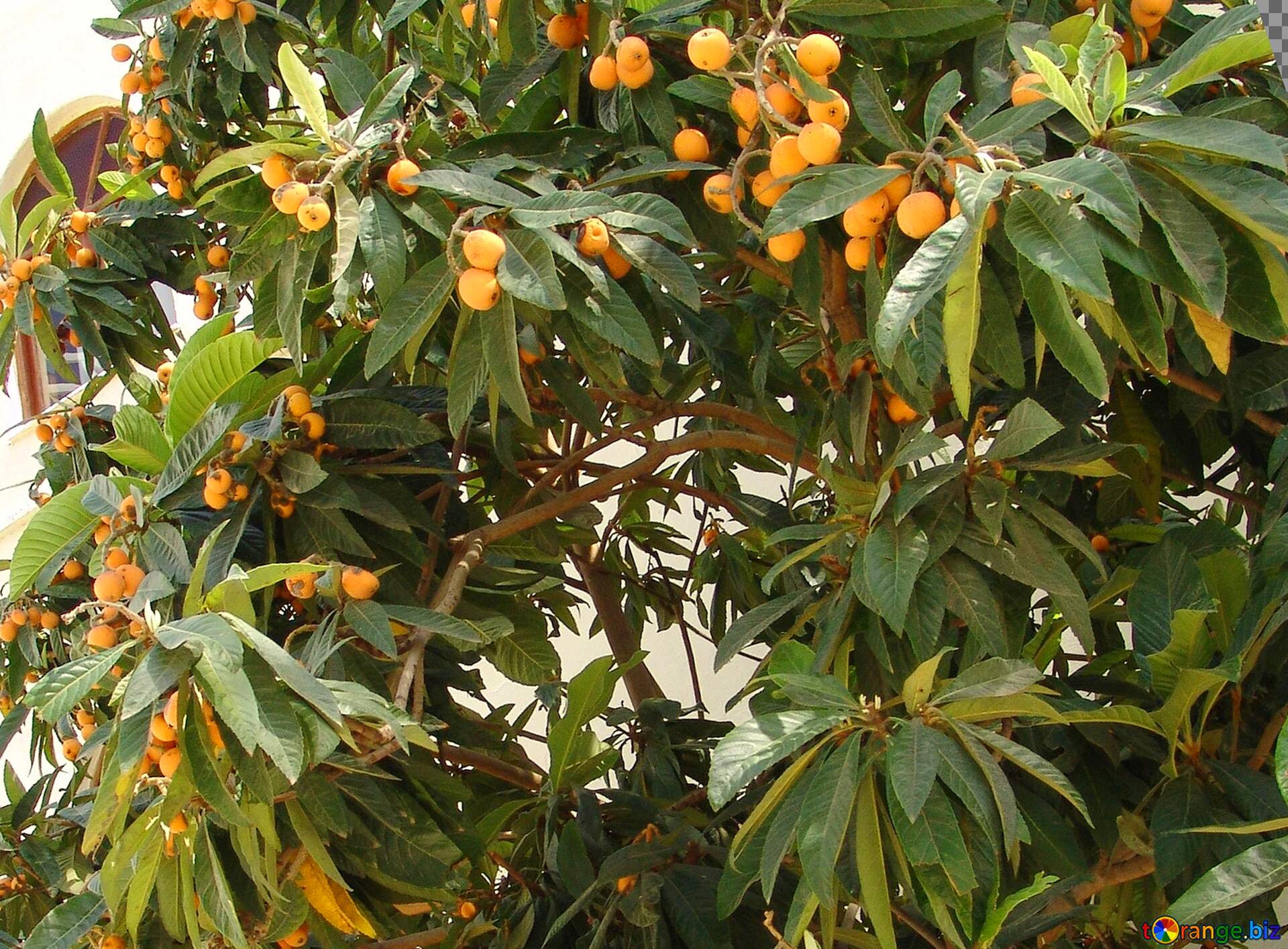 Зеленый Каньон на кабрио-автобусах из Сиде