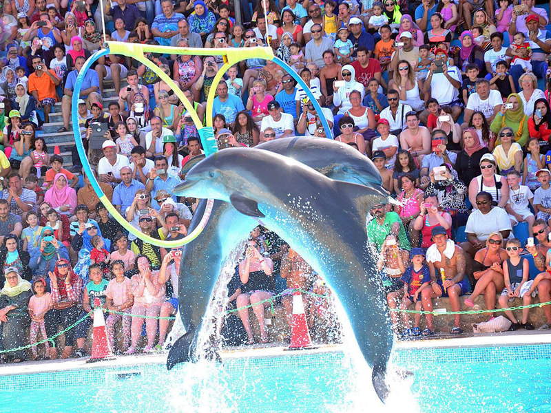 Шоу дельфинов в Алании