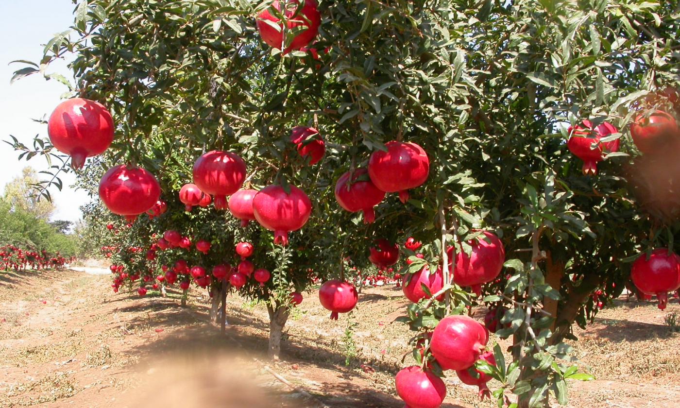 Зеленый Каньон на кабрио-автобусах из Сиде