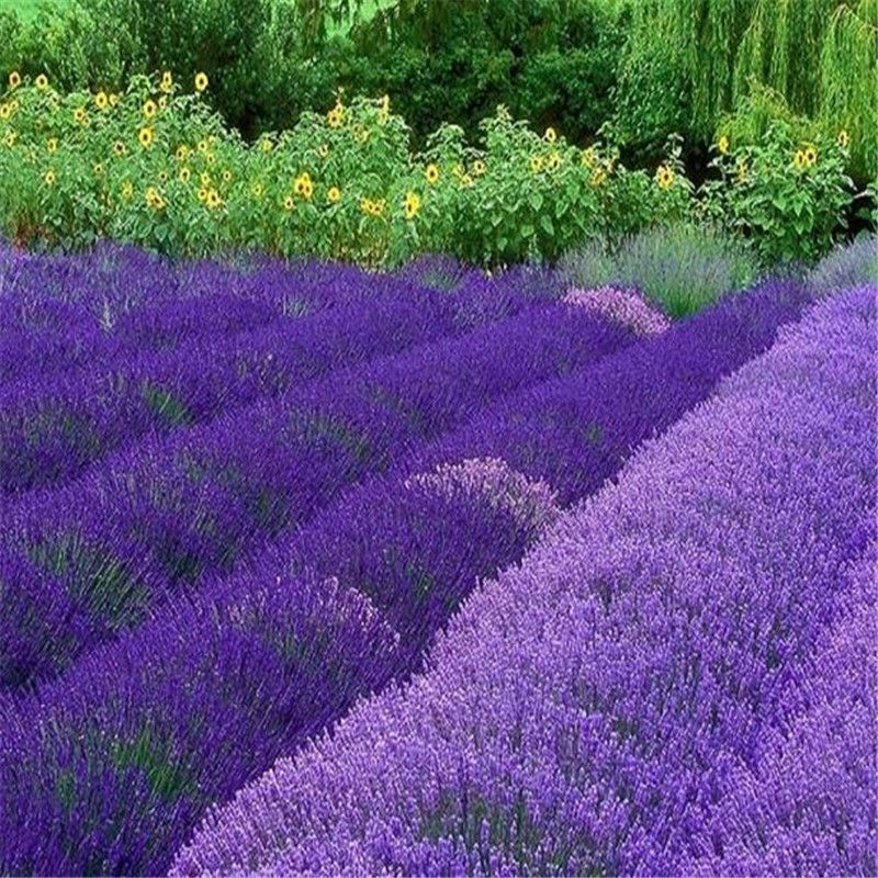 Лавандовые поля и озеро Салда из Сиде