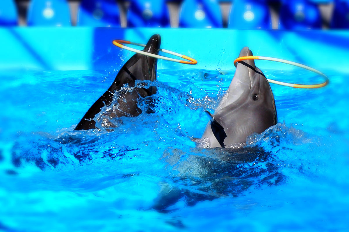 Шоу дельфинов в Алании
