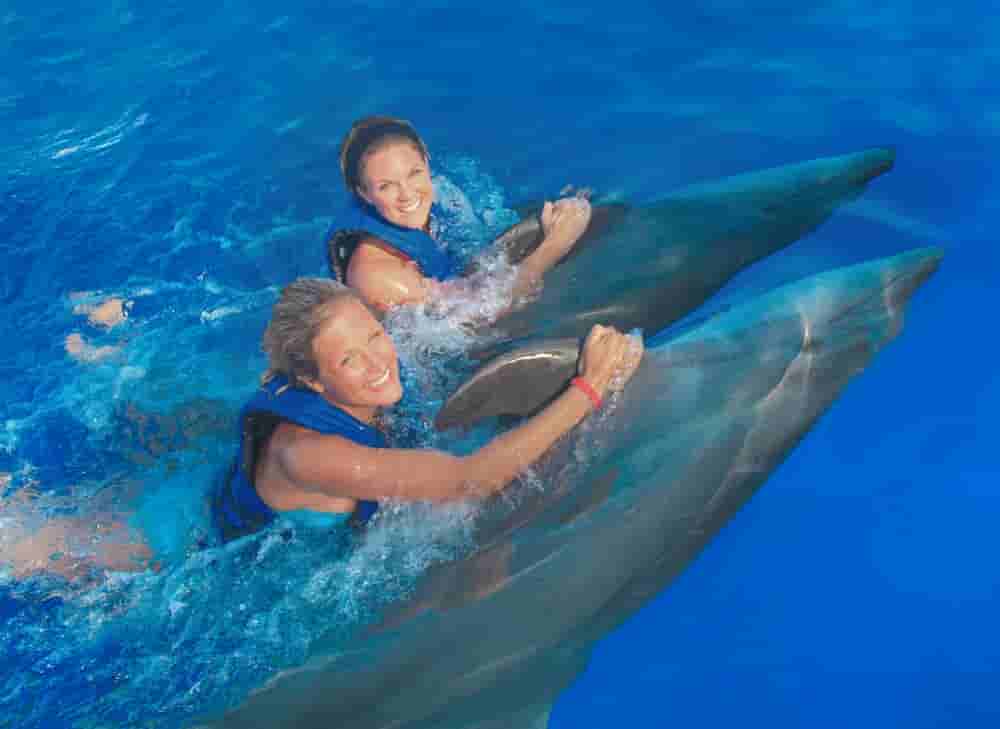 Swim with Dolphins in Kemer Tour | Dolphin Experiences | Book Session