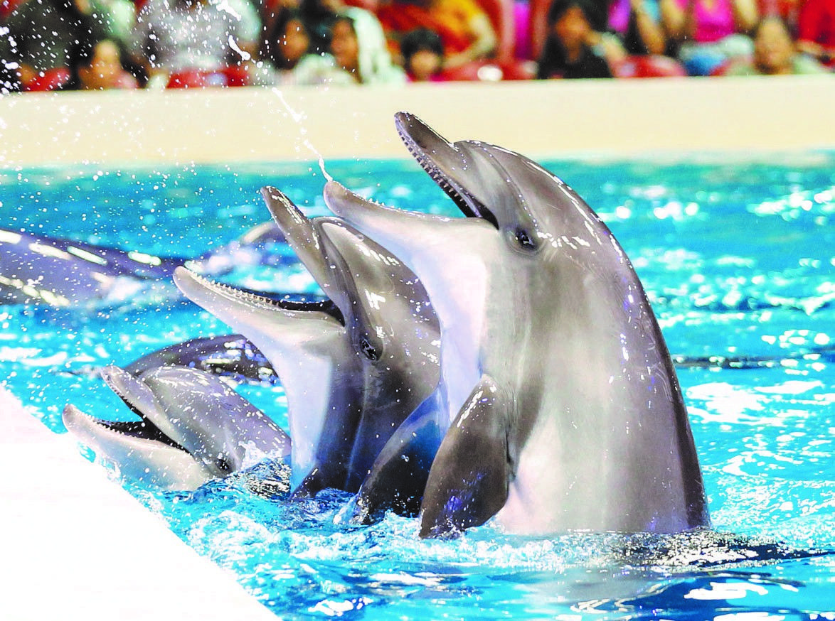 Kemer Dolphin Show