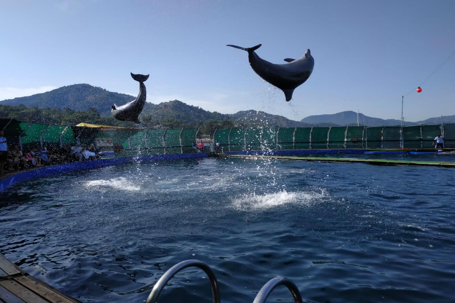 Дельфинарий в Мармарисе