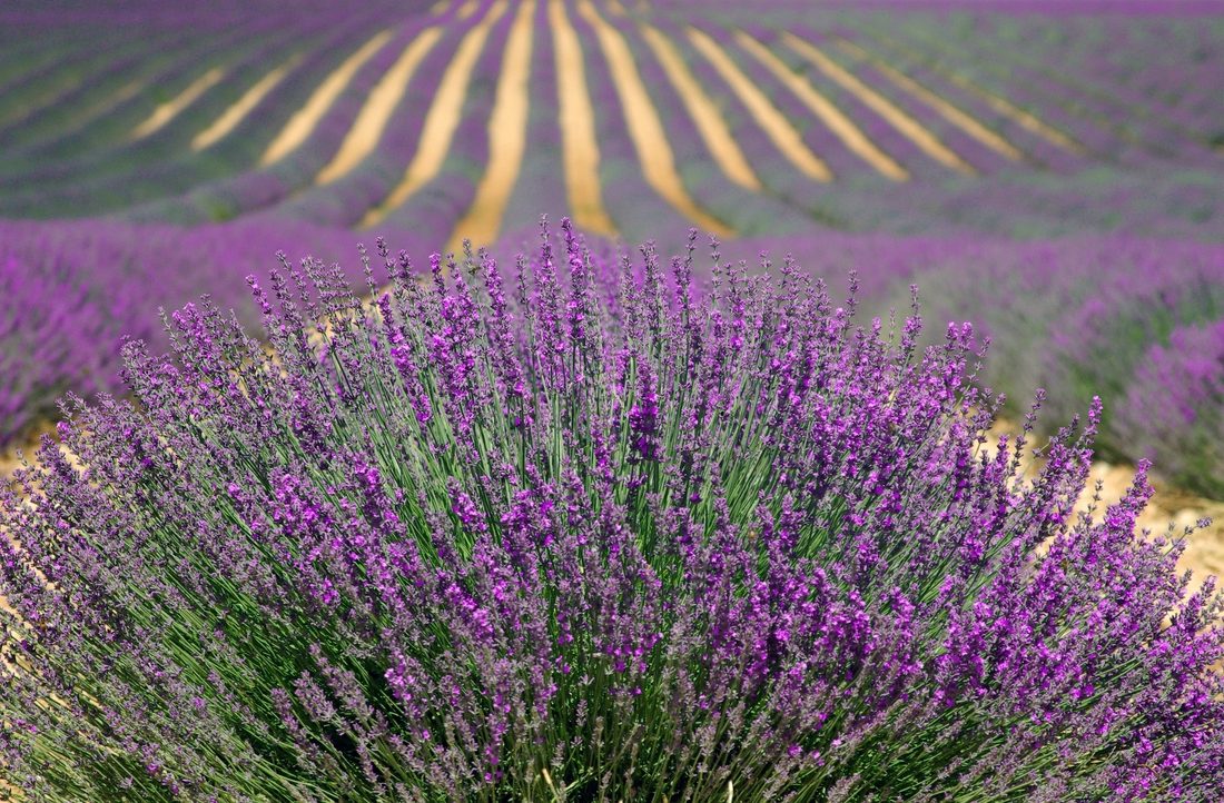 Kemer Lavender Gardens and Salda Lake tour
