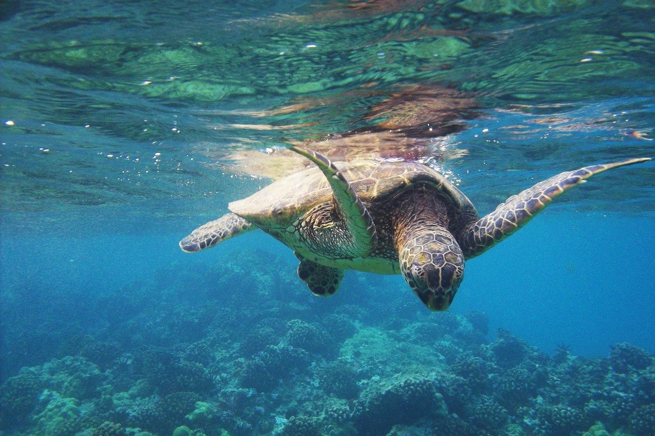 Marmaris Dalyan boat tour with mud baths and Turtle Beach