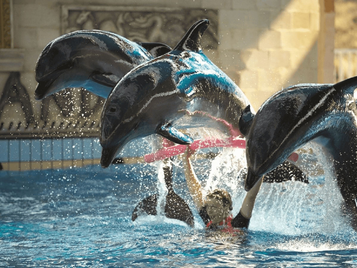 Kusadasi dolphin show