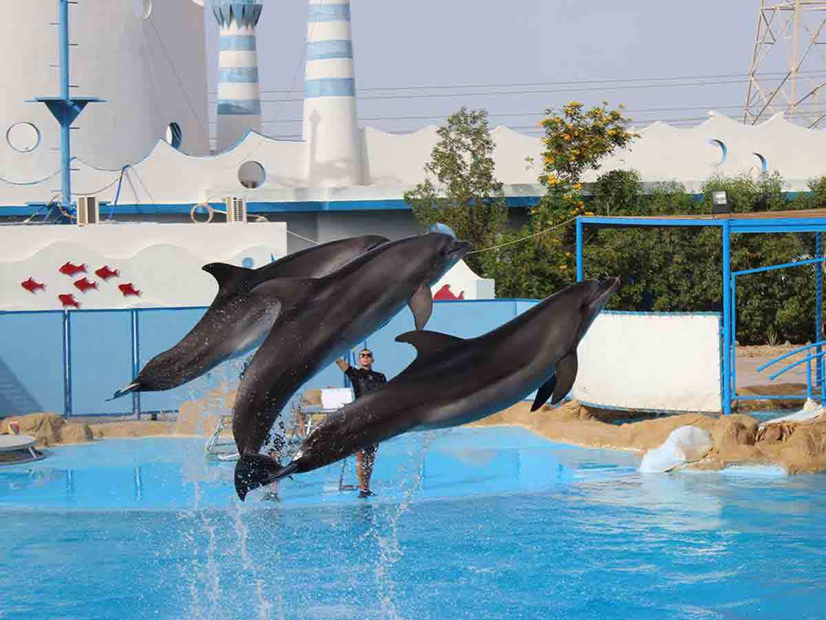 Kusadasi dolphin show