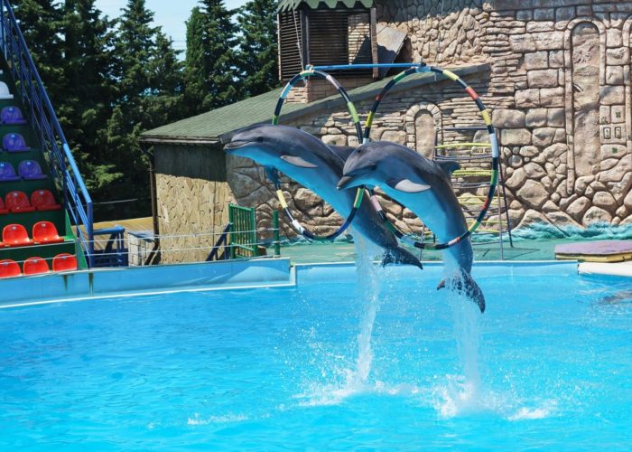Kusadasi dolphin show