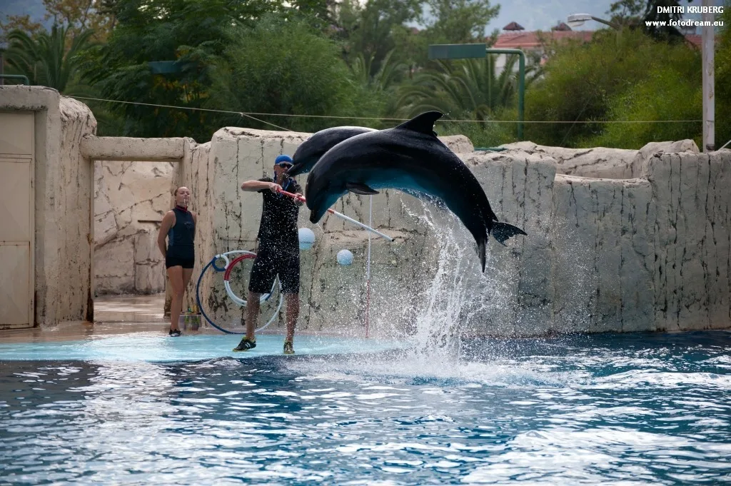 Kemer Dolphin Show