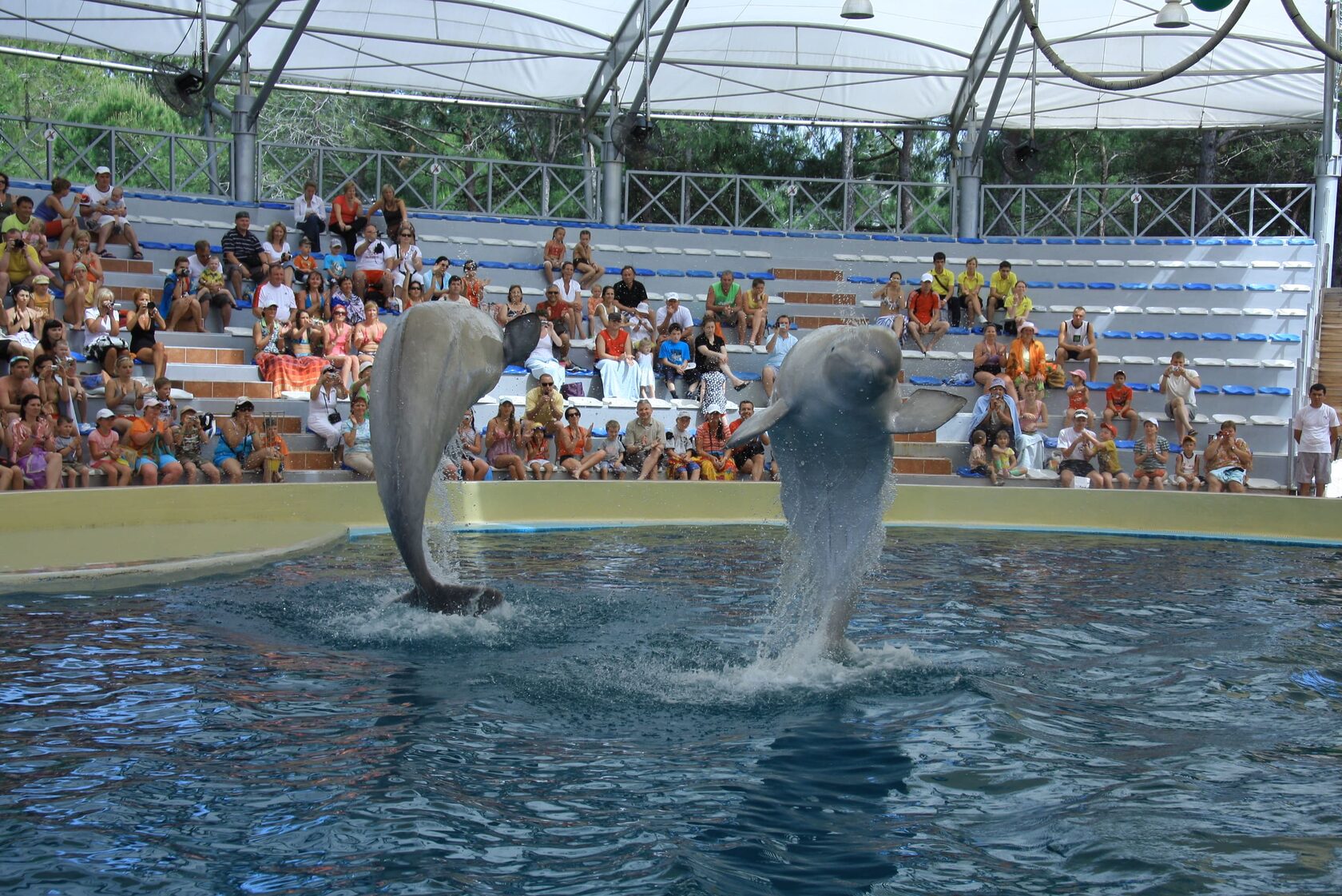 Kemer Dolphin Show