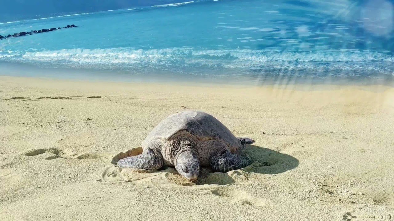 Marmaris Dalyan boat tour with mud baths and Turtle Beach