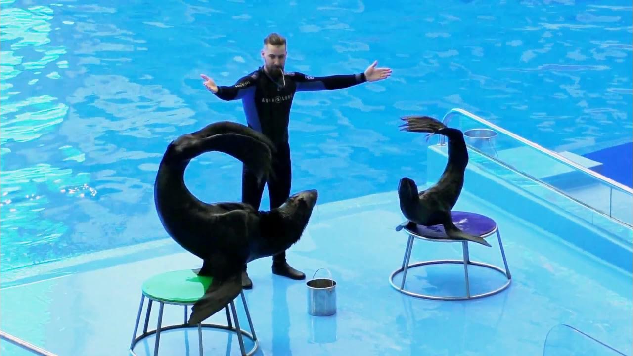 Kusadasi dolphin show