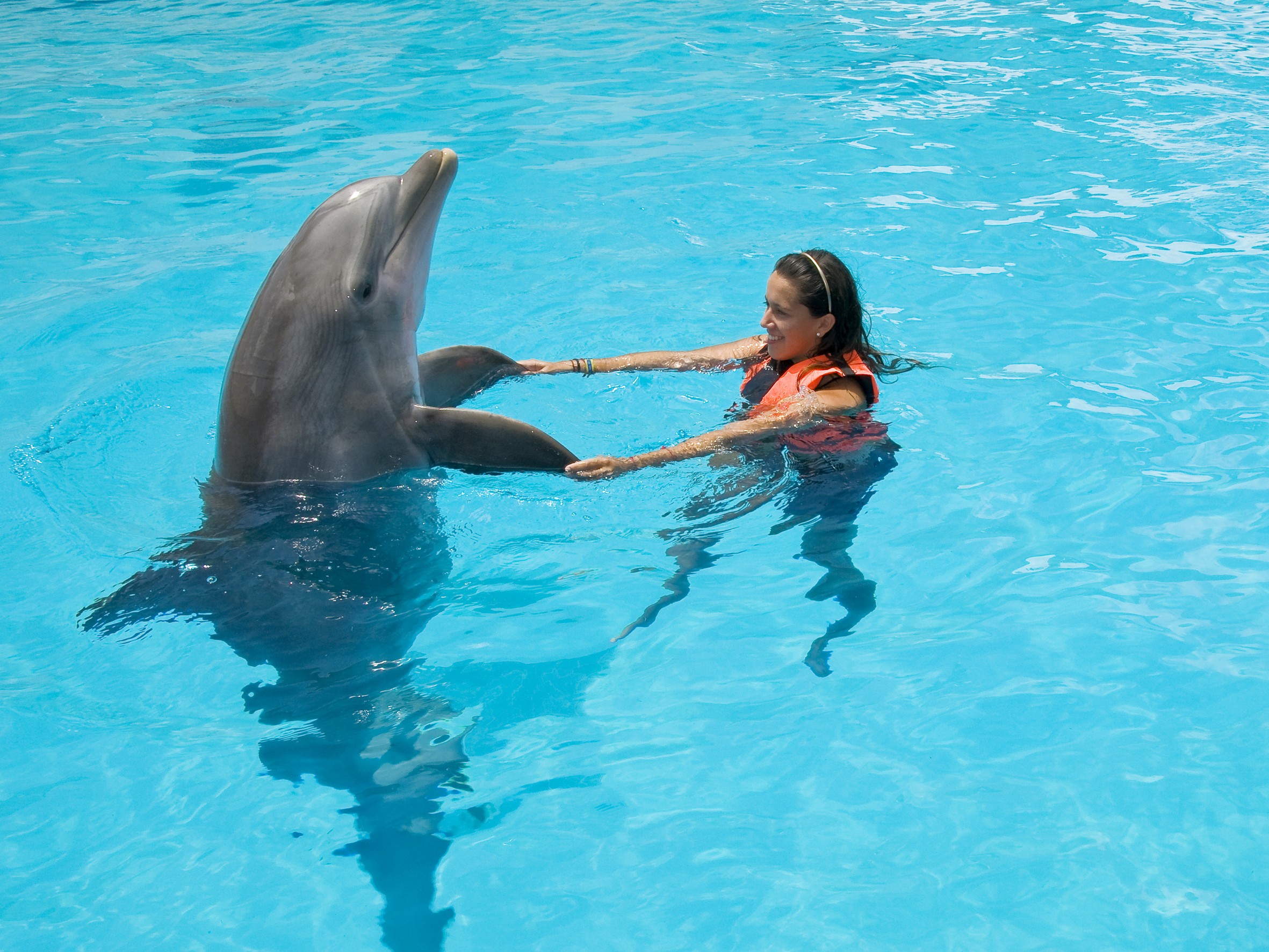 Swim With Dolphins Marmaris