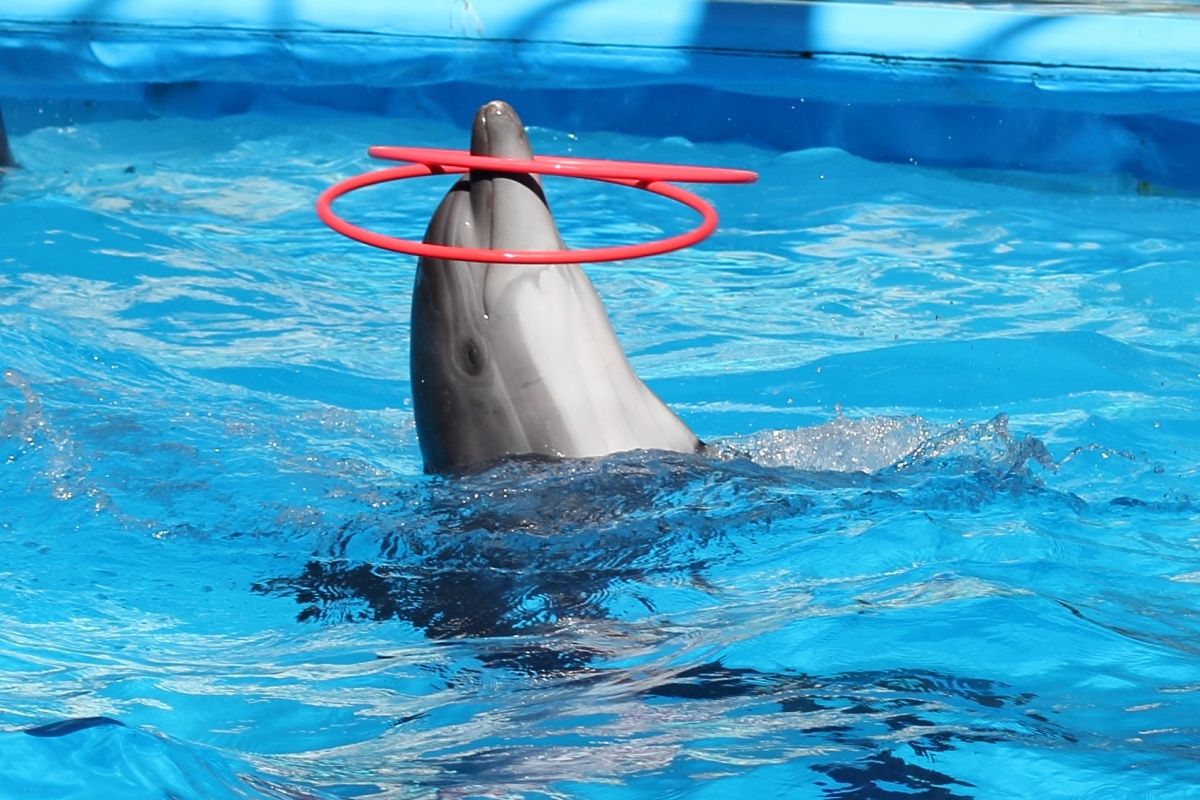 Kusadasi dolphin show