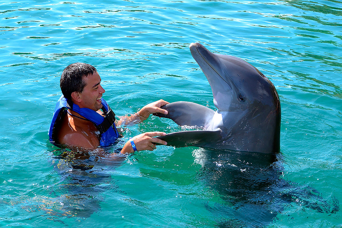 Swim With Dolphins Marmaris
