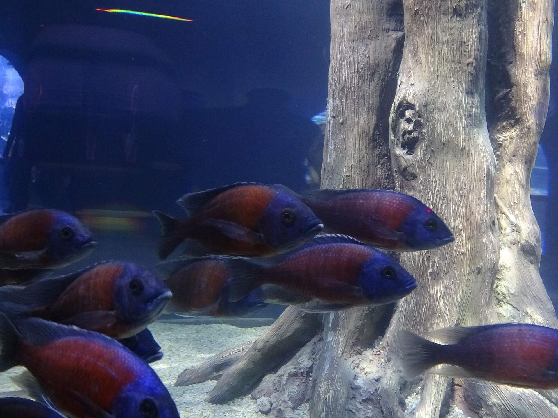 Аквариум в Трабзоне