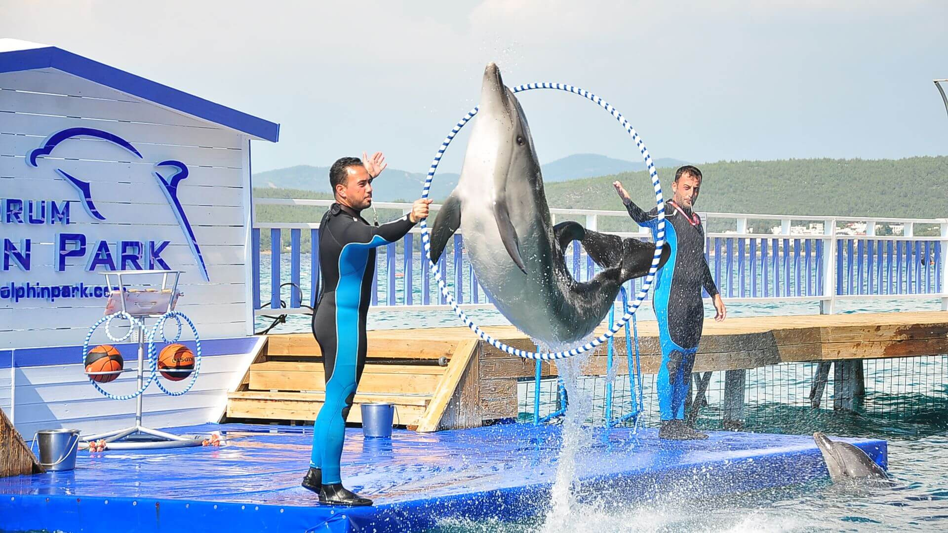 Шоу дельфинов в Бодруме