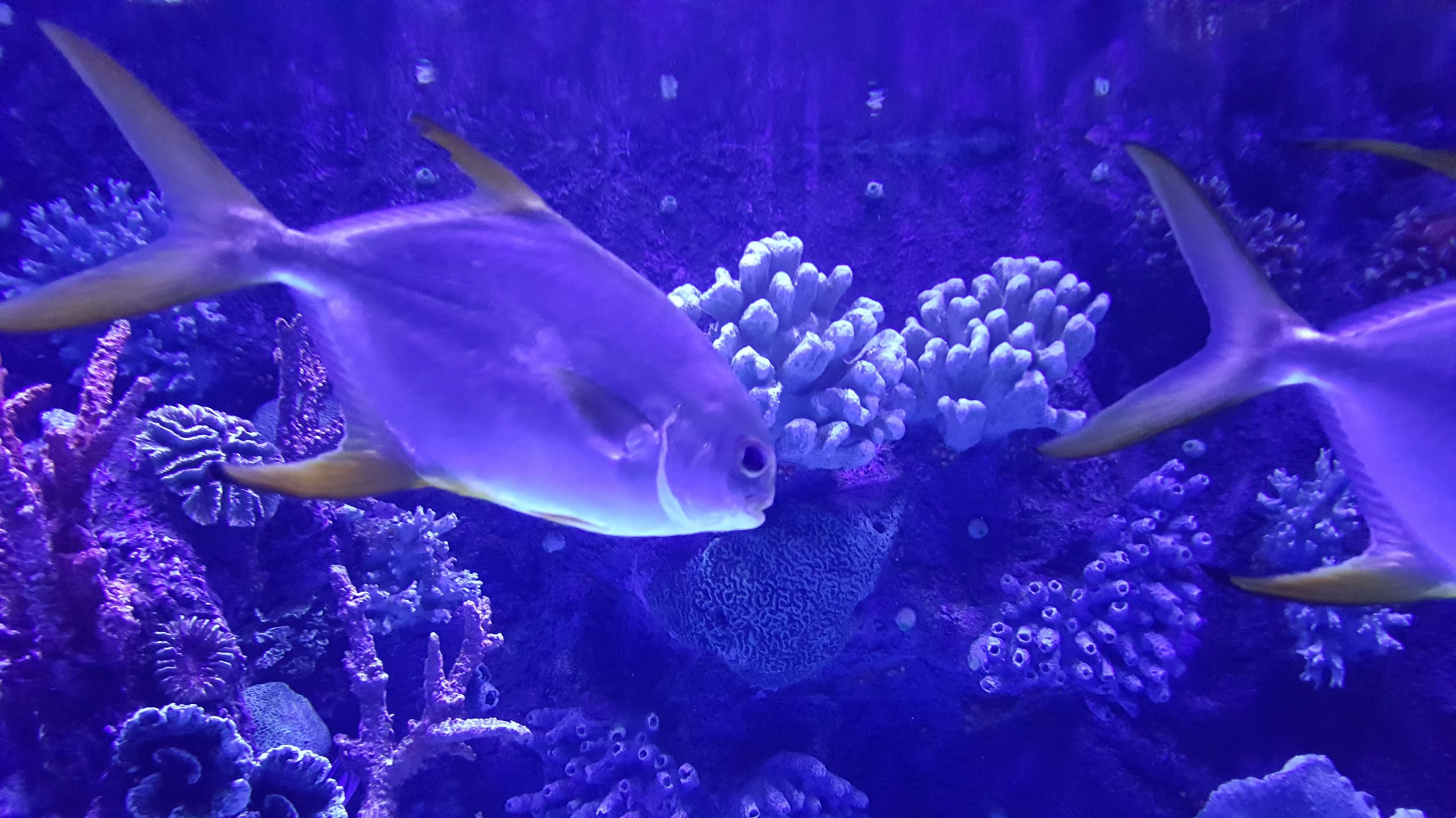 Аквариум в Трабзоне