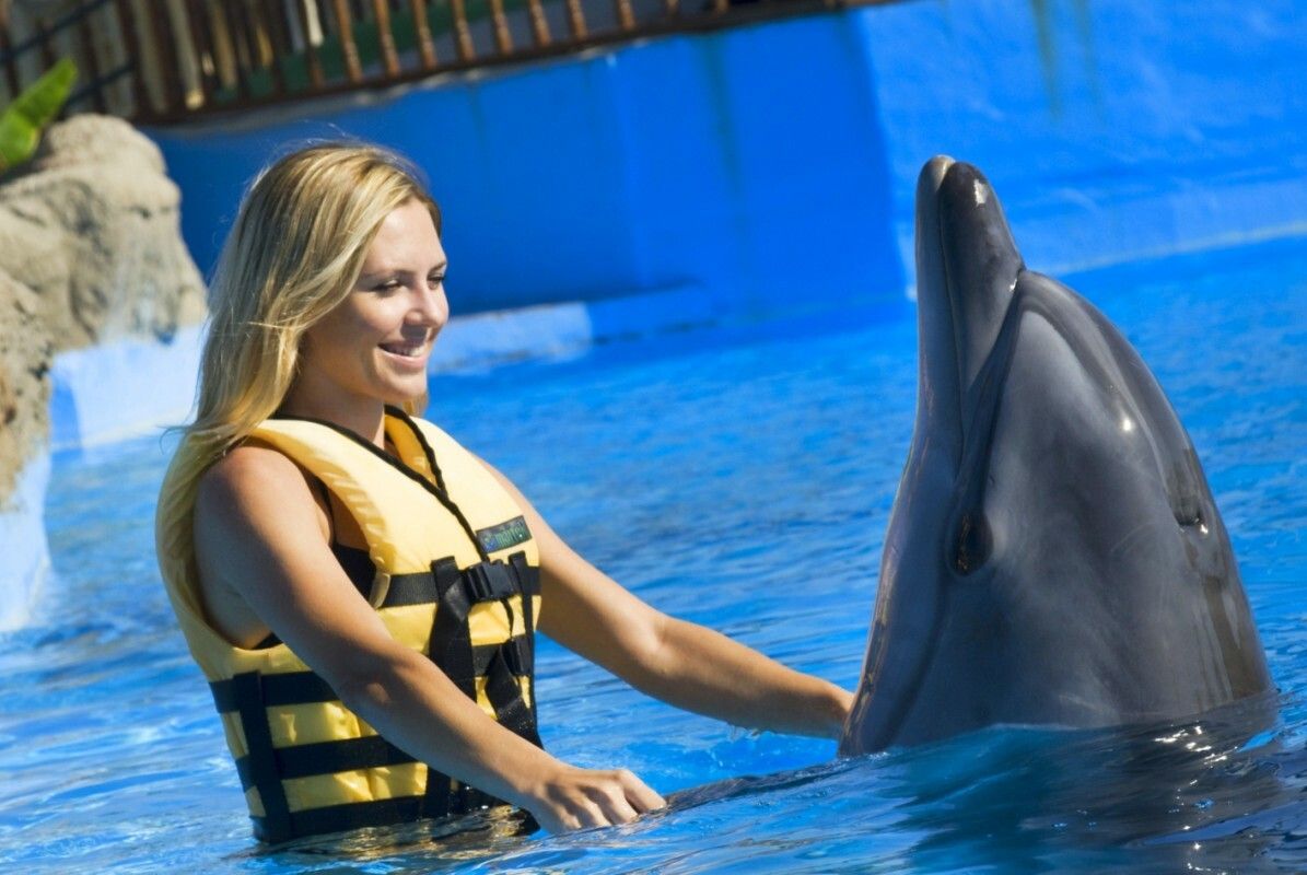 Bodrum Swim With Dolphins Tour Enjoy a Magical Sea Adventure
