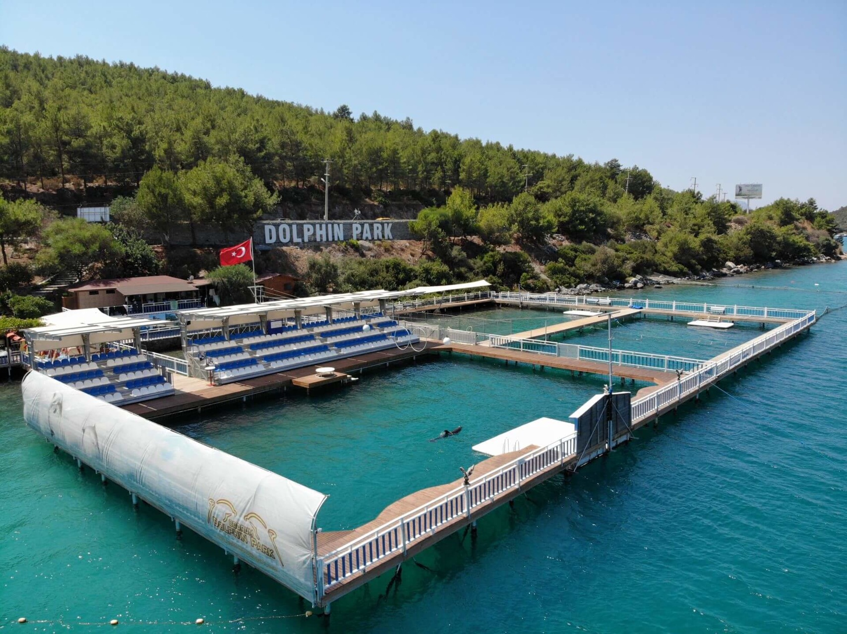 Bodrum Swim With Dolphins Tour Enjoy a Magical Sea Adventure