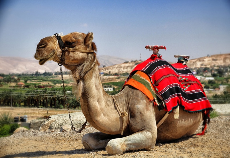 Cappadocia Camel Ride