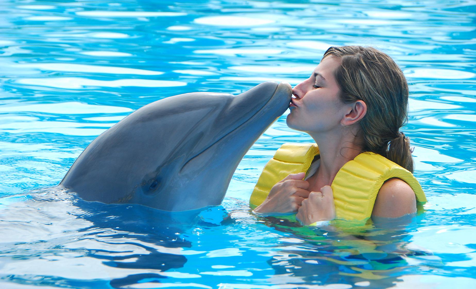 Bodrum Swim With Dolphins Tour Enjoy a Magical Sea Adventure