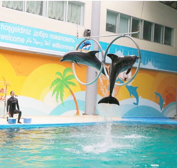 Шоу дельфинов в Стамбуле