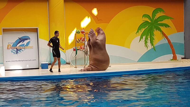 Шоу дельфинов в Стамбуле