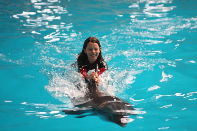 Плавание с дельфинами в Стамбуле