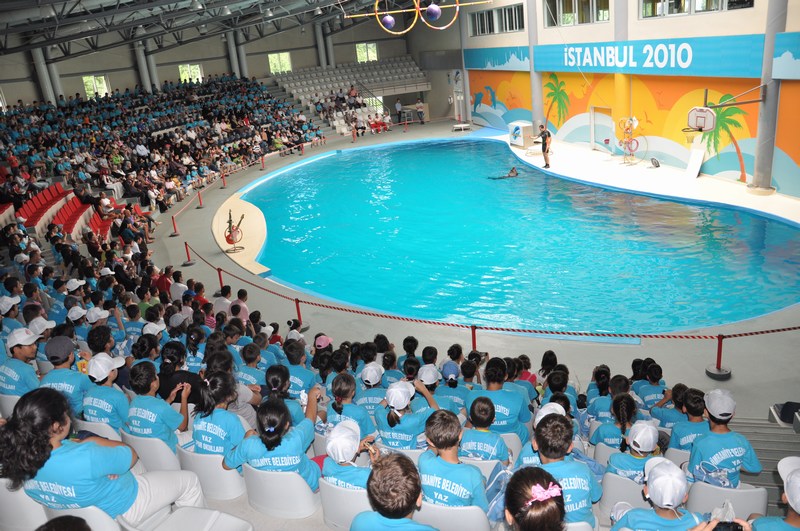 Шоу дельфинов в Стамбуле