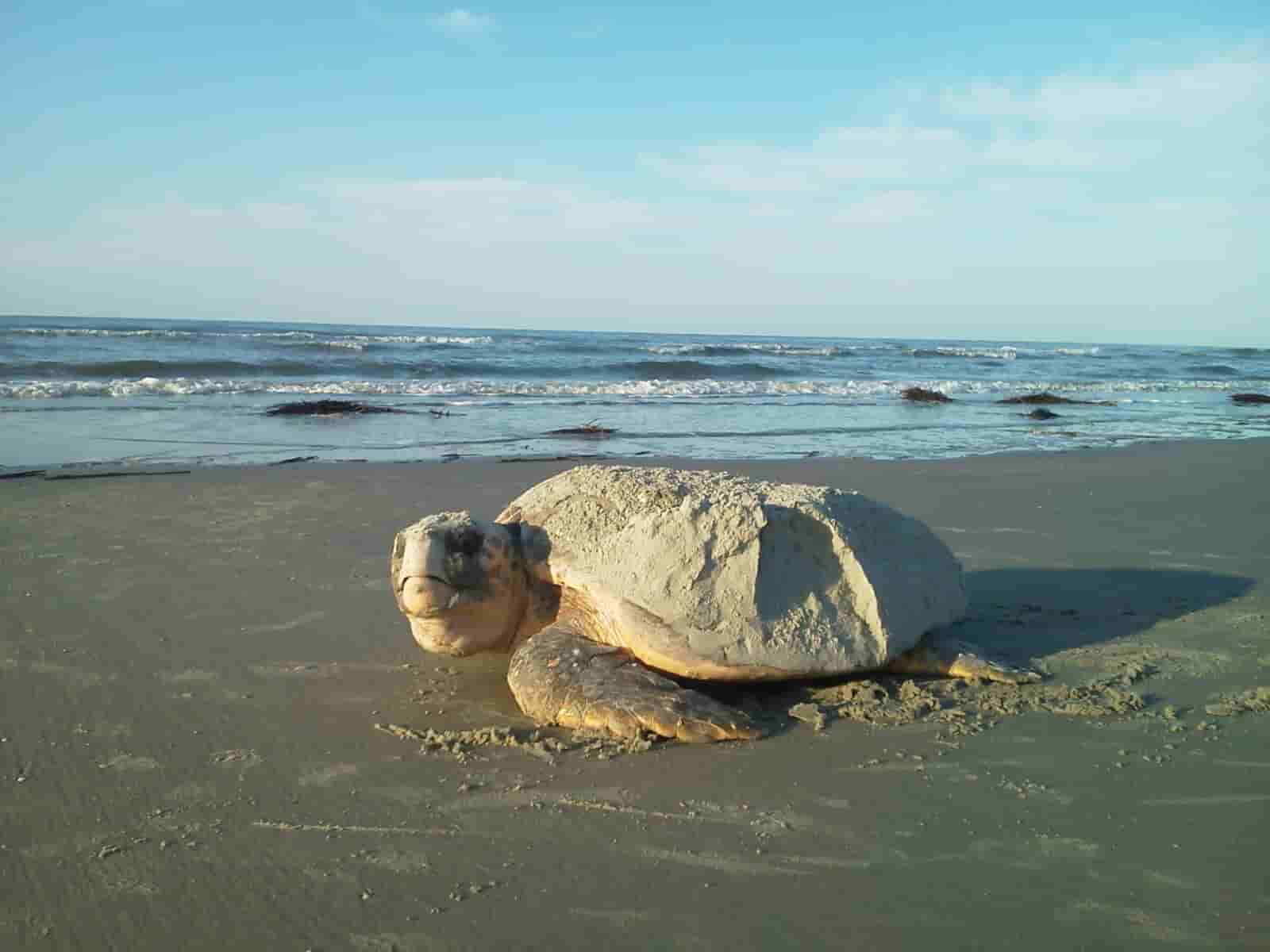 Dalyan Tour from Didim