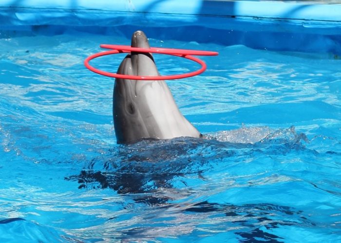 Шоу дельфинов в Стамбуле